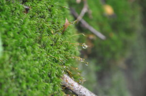 8月27日（土）「コケ・シダ・トンボの楽園でミクロの世界へ」を開催しました。