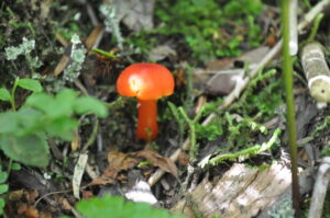 8月27日（土）開催「コケ・シダ・トンボの楽園でミクロの世界へ」の下見に行ってきました。