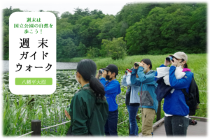 【秋企画】　週末ガイドウォーク「大沼で野鳥観察しよう」のお知らせ