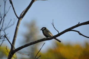 環境省補助金事業　「週末ガイドウォーク～大沼で野鳥観察しよう～」を開催しました。
