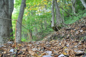 10月23日（日）開催　秋の里山観察会「志張ふれあい散策路を歩こう」の下見に行ってきました。