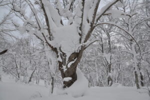 １月8日（日）「山毛森の主に会いに行こう」を開催しました。