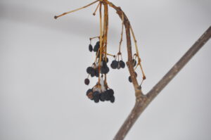 予約型スノートレッキング「真冬の大泥火山in後生掛」を開催しました。