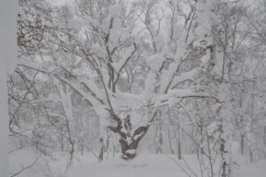 1月8日（日）開催「山毛森の主に会いに行こう」の下見に行ってきました。