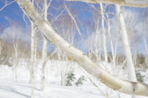 3/14 冬山巡視「茶臼岳Ⅴ」曇り/快晴