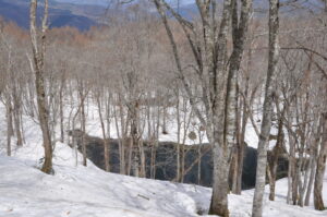 4月22日（土）「早春スノーシュー　ヒミツの巨木と沼めぐり」を開催しました。