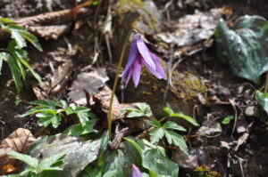 4月29日開催「カタクリ満開　春の妖精たちを探そう」の下見に行ってきました。