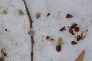 5月6日（土）開催「大沼野鳥観察会」の下見を行いました。