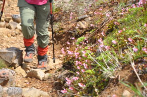 6月18日「イワカガミに逢いに行く　毛せん峠～秋田焼山トレッキング」を開催しました。