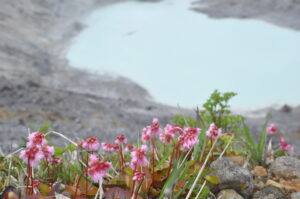 6月18日開催「イワカガミに逢いに行く　毛せん峠～秋田焼山トレッキング」の下見に行ってきました。