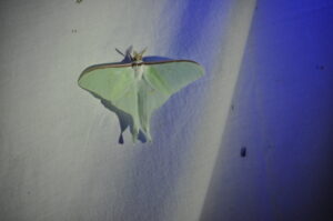 7月1日「灯火採集　昆虫観察会＆ナイトハイク　～ブナ林の大型昆虫を探そう～」