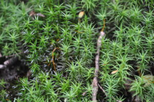 8月26日（土）開催「コケ・シダ・トンボの楽園でミクロの世界へ」の下見に行ってきました。