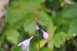 8月26日（土）「コケ・シダ・トンボの楽園でミクロの世界へ」を開催しました。