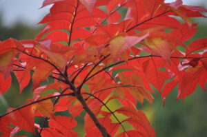 9月30日　大沼紅葉情報