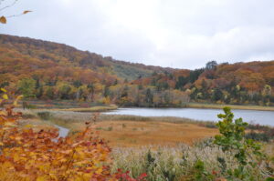 大沼紅葉情報