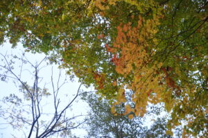 10月22日（日）秋の里山観察会「志張ふれあい観察路」を歩こうを開催しました。