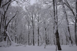1/8開催スノーシューイベント『山毛森（ぶなもり）の主に逢いに行こう』の下見に行ってきました。