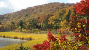①湿原の四季をめぐる「大沼自然探勝路をひとまわり」