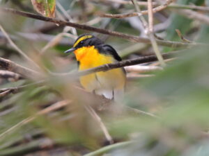 【５月３日（金・祝）開催イベント参加者募集中！】