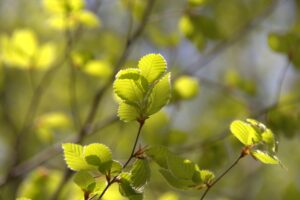 ４月２７日（土）「志張の森　自然観察会」を開催しました。