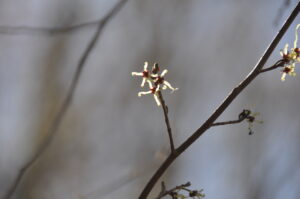 4月27日（土）開催「志張の森　自然観察会」の下見に行ってきました。