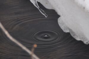 4月20日開催、巨木と沼巡り　八幡平の古道を歩こう「よんご沼　残雪トレッキング」の下見に行ってきました。