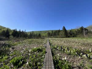 【自然情報】５月１８日　大場谷地