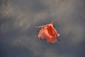 役目を果たして