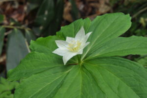 ブナの森の舞踏会