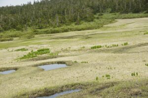【自然情報】6月7日　八幡平山頂・八幡沼