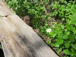 【自然情報】6月17日　八幡平山頂・八幡沼
