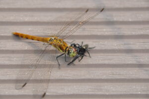 スピードスター