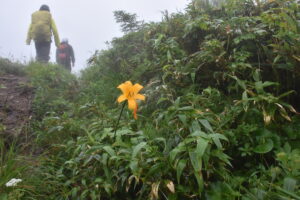 ８月３日開催予定「八幡平古道トレッキング」の下見に行ってきました。