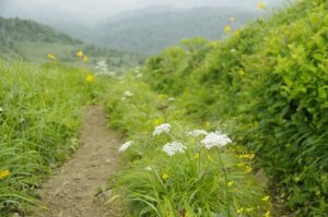 【自然情報】７月15日　畚岳