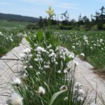【自然情報】７月14日　八幡平山頂・八幡沼