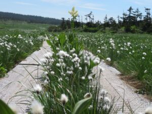 【自然情報】７月14日　八幡平山頂・八幡沼