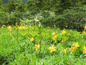 【自然情報】７月6日　八幡平黒谷地湿原