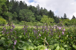 ８月３日（土）５合目ふけの湯から八幡平登山　必見！タチギボウシ群落「八幡平古道トレッキング」を開催しました。
