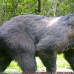 【クマ情報】週間レポート8/6～8/13（大沼後生掛地区）