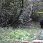 【クマ情報】週間レポート8/13～8/19（大沼後生掛地区）