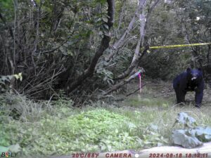 【クマ情報】週間レポート8/13～8/19（大沼後生掛地区）