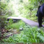 【クマ情報】週間レポート8/19～8/26（大沼後生掛地区）