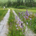 【自然情報】8月3日　八幡沼 周回