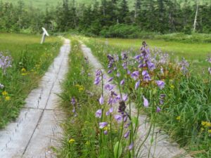 【自然情報】8月3日　八幡沼 周回