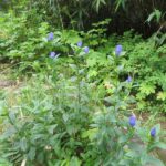 【自然情報】8月17日　黒谷地湿原入口～茶臼岳山頂