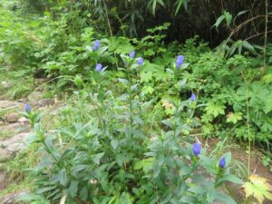 【自然情報】8月17日　黒谷地湿原入口～茶臼岳山頂