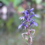 【自然情報】8月2９日　山頂から八幡沼周回