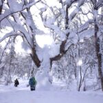 【スキーレンタル無料】2月15日（日）「山毛森（ぶなもり） 白銀スキーハイキング」