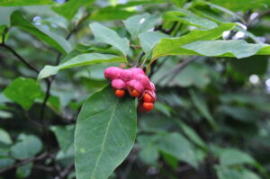 大沼紅葉情報（9/20)