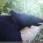 【クマ情報】週間レポート9/19～9/25（大沼後生掛地区）